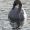 Schwan