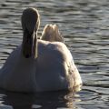 Schwan