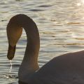 Schwan