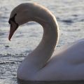 Schwan