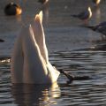Schwan