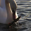 Schwan