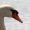 Schwan in Moenkeberg