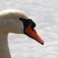 Schwan in Moenkeberg