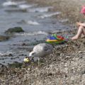 Am Strand in Kiel