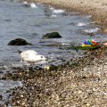 Am Strand in Kiel