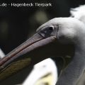 Hagenbeck Tierpark