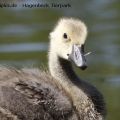 Hagenbeck Tierpark