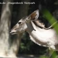 Hagenbeck Tierpark