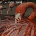 Hagenbeck Tierpark