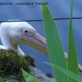 Hagenbeck Tierpark