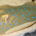 SeaLife Bray - Sea Life Bray