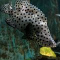 SeaLife Bray - Sea Life Bray