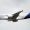 A 380 im Landeanflug