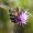 Biene