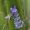 Biene