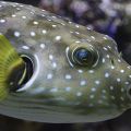 Kugelfisch