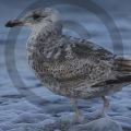 Möwe