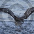 Möwe