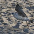 Möwe