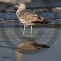 Möwe