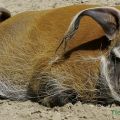 Hagenbeck Tierpark