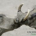 Hagenbeck Tierpark