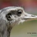 Hagenbeck Tierpark