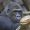 Gorillamännchen