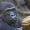 Gorillamännchen