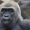 Gorillamännchen