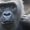 Gorillamännchen
