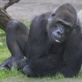  Gorilla
