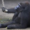 Affenhaus Zoo Frankfurt