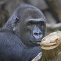 Gorillamännchen