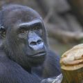 Gorillamännchen