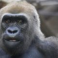 Gorillamännchen
