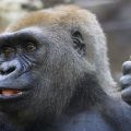 Gorillamännchen