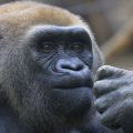 Gorillamännchen