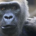 Gorillamännchen