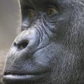 Gorillamännchen