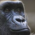 Gorillamännchen