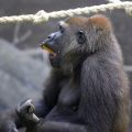 Gorillaweibchen