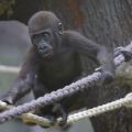 Gorillababy