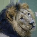Löwe im Frankfurter Zoo