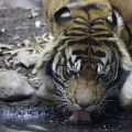 durstiger Tiger