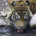 Tiger beim trinken