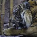 Spielender Tiger