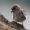 Spatz