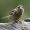 Spatz